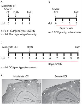 IGF1-Stimulated Posttraumatic Hippocampal Remodeling Is Not Dependent on mTOR